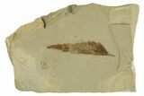 Fossil Sumac (Rhus) Leaf & Fly - Green River Formation, Utah #331856-1